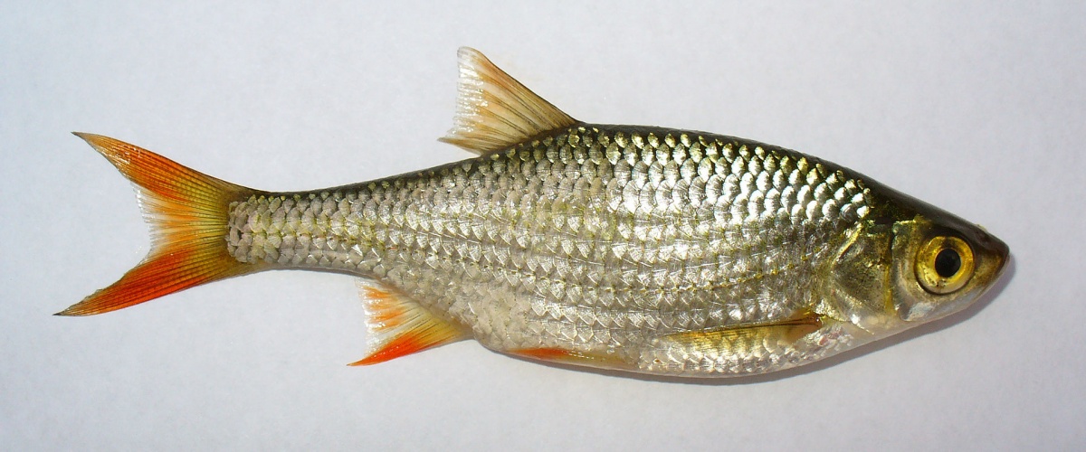 Vörösszárnyú keszeg